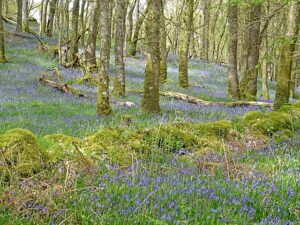 Native Woodland Scheme
